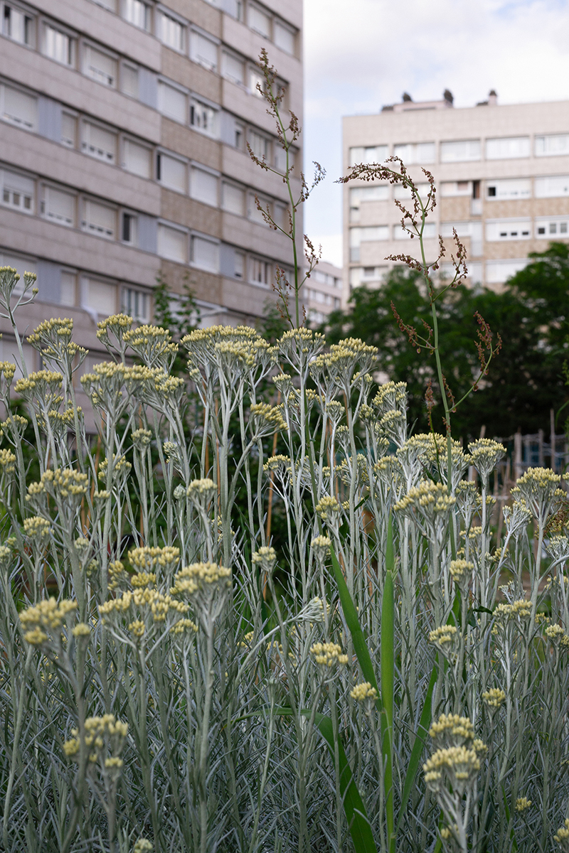 ECLOSIONS_07-Agrocite