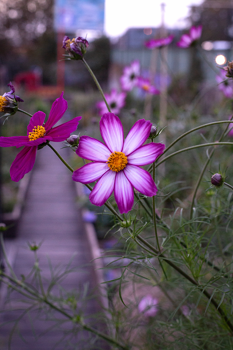 23-Cosmos
